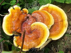 天津亿尚达煎药机关于中药药物剂型浅析